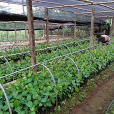 Bibit Lada Natar 1-Purbalingga, Jawa Tengah